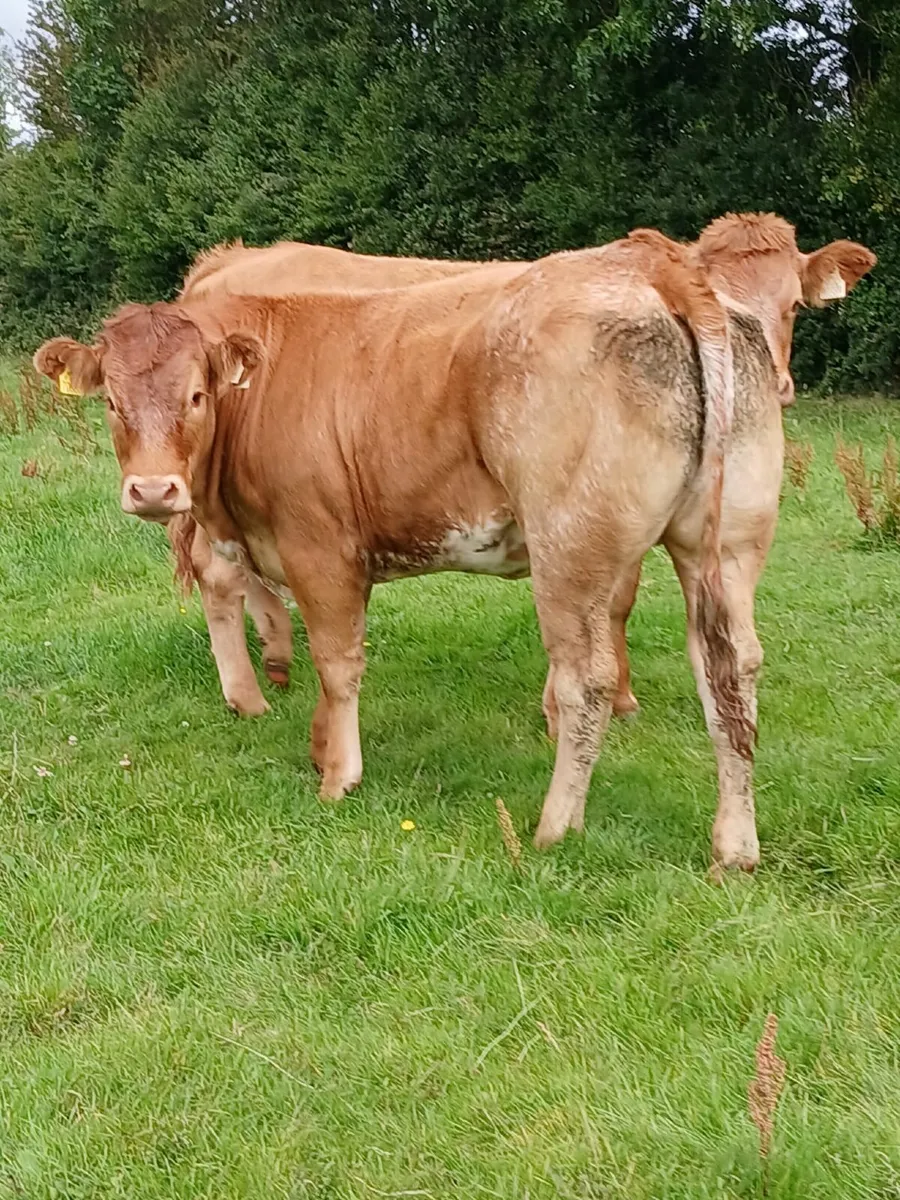 ballinalsoe mart Wednesday 13th august - Image 1