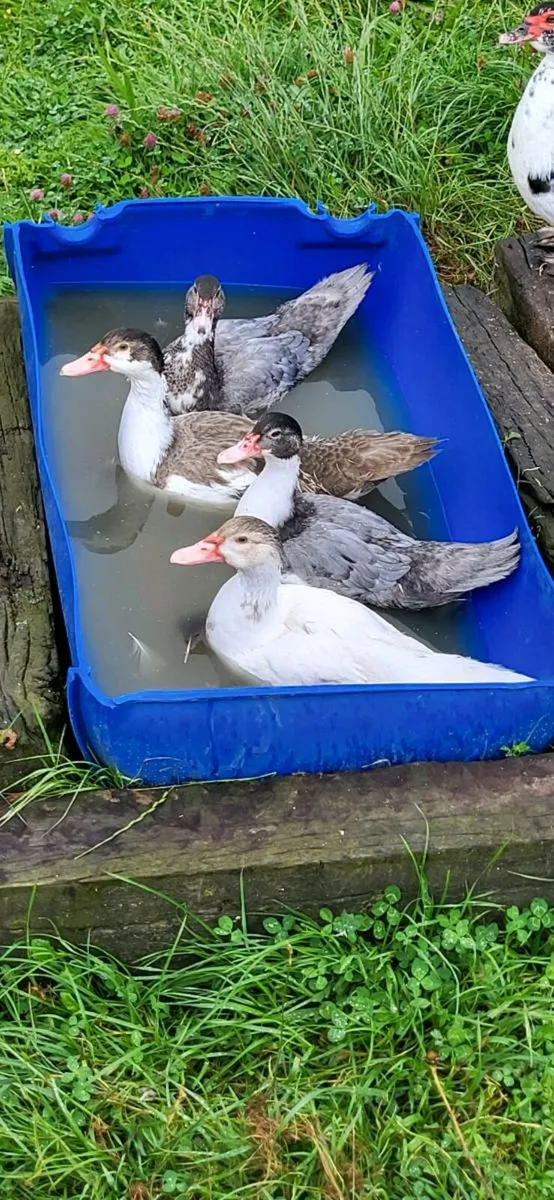 Ducklings - Image 1