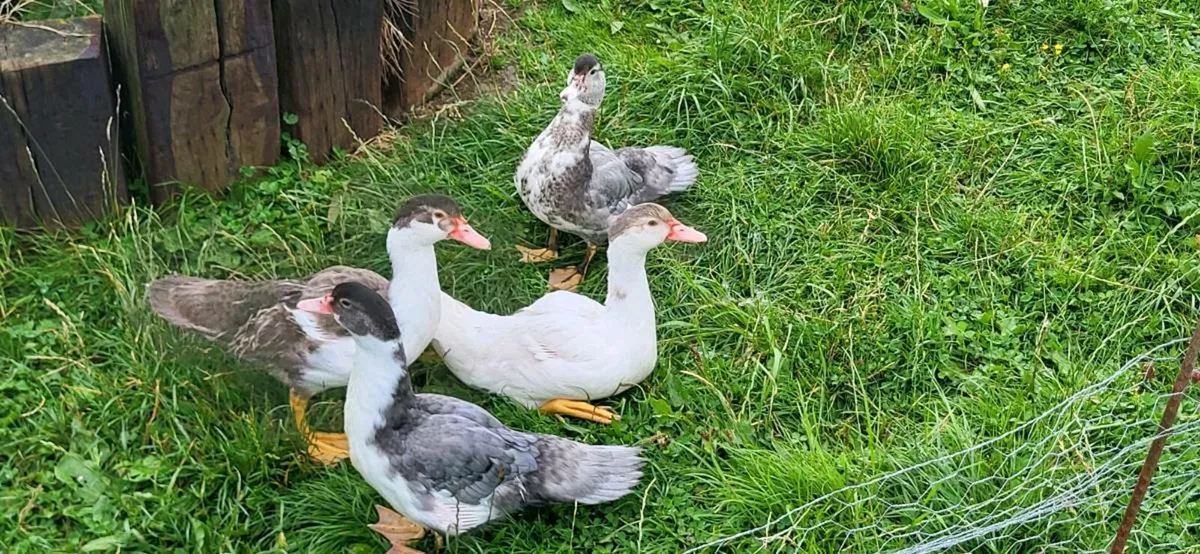 Ducklings - Image 2