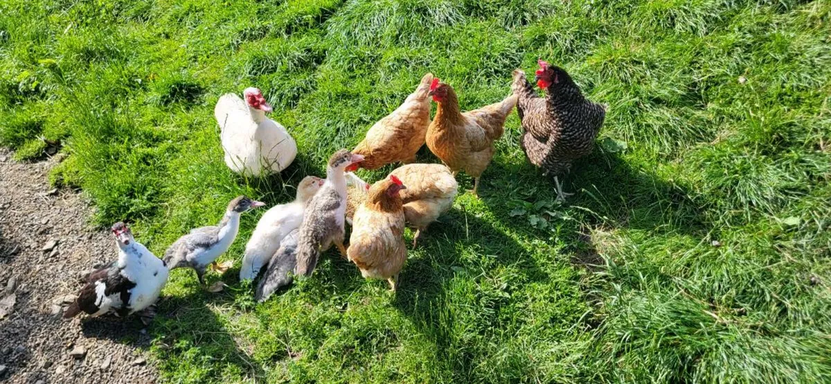 Ducklings - Image 3
