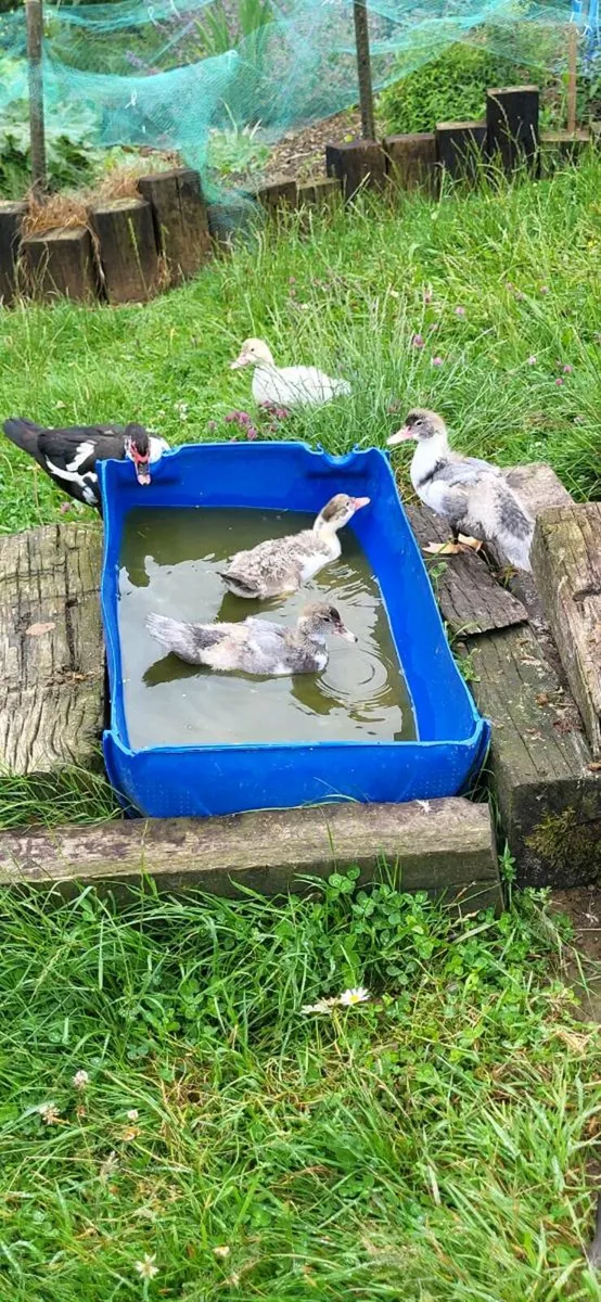 Ducklings - Image 4