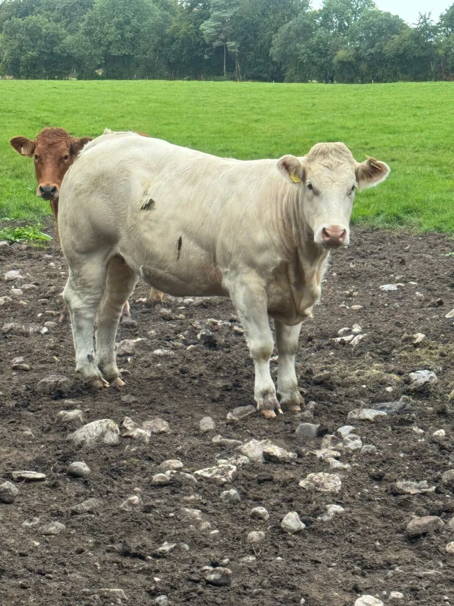 Selection of UPlus a E grade heifers for sale - Image 1