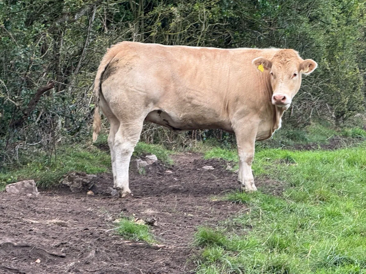Selection of UPlus a E grade heifers for sale - Image 2