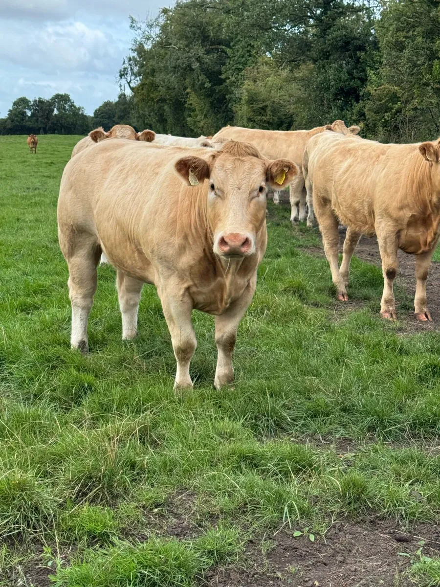 Selection of UPlus a E grade heifers for sale - Image 3