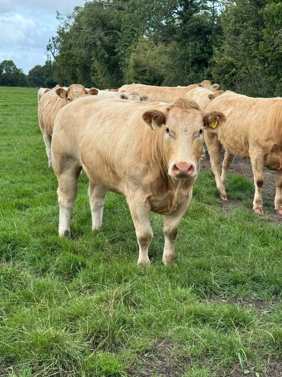 Selection of UPlus a E grade heifers for sale - Image 4