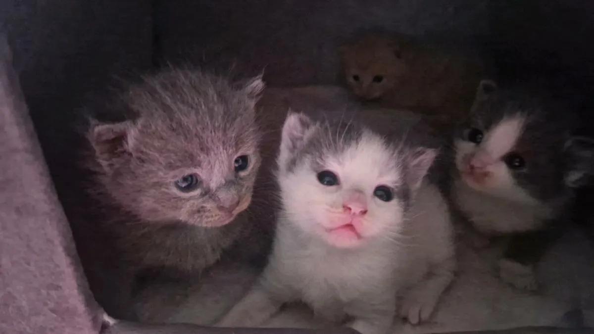Sphynx x kittens - Image 2