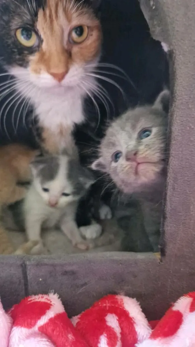 Sphynx x kittens - Image 3