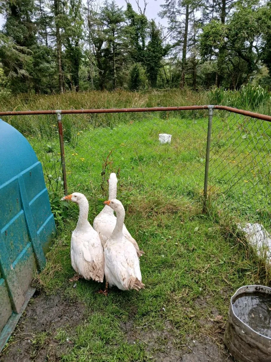 Geese