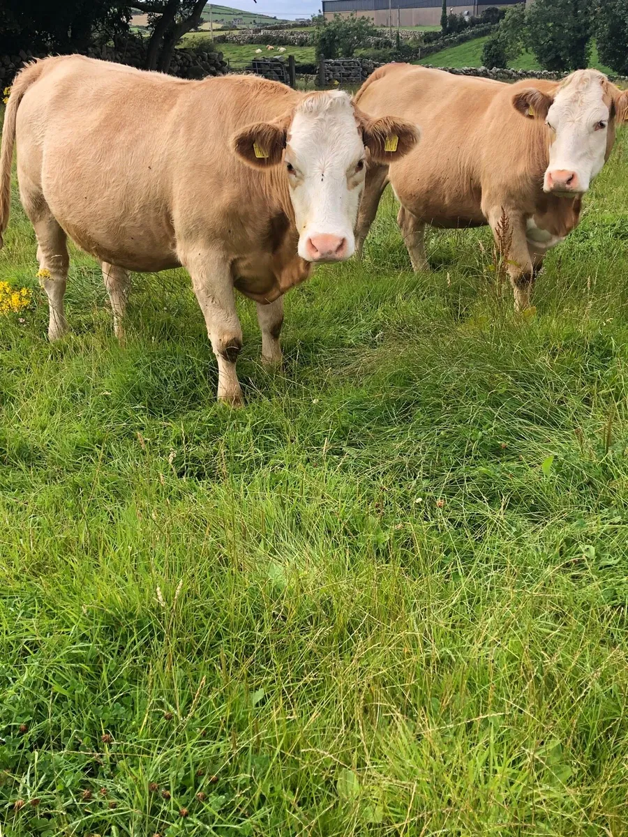 Charolais cross Simmental in calf heifers - Image 1