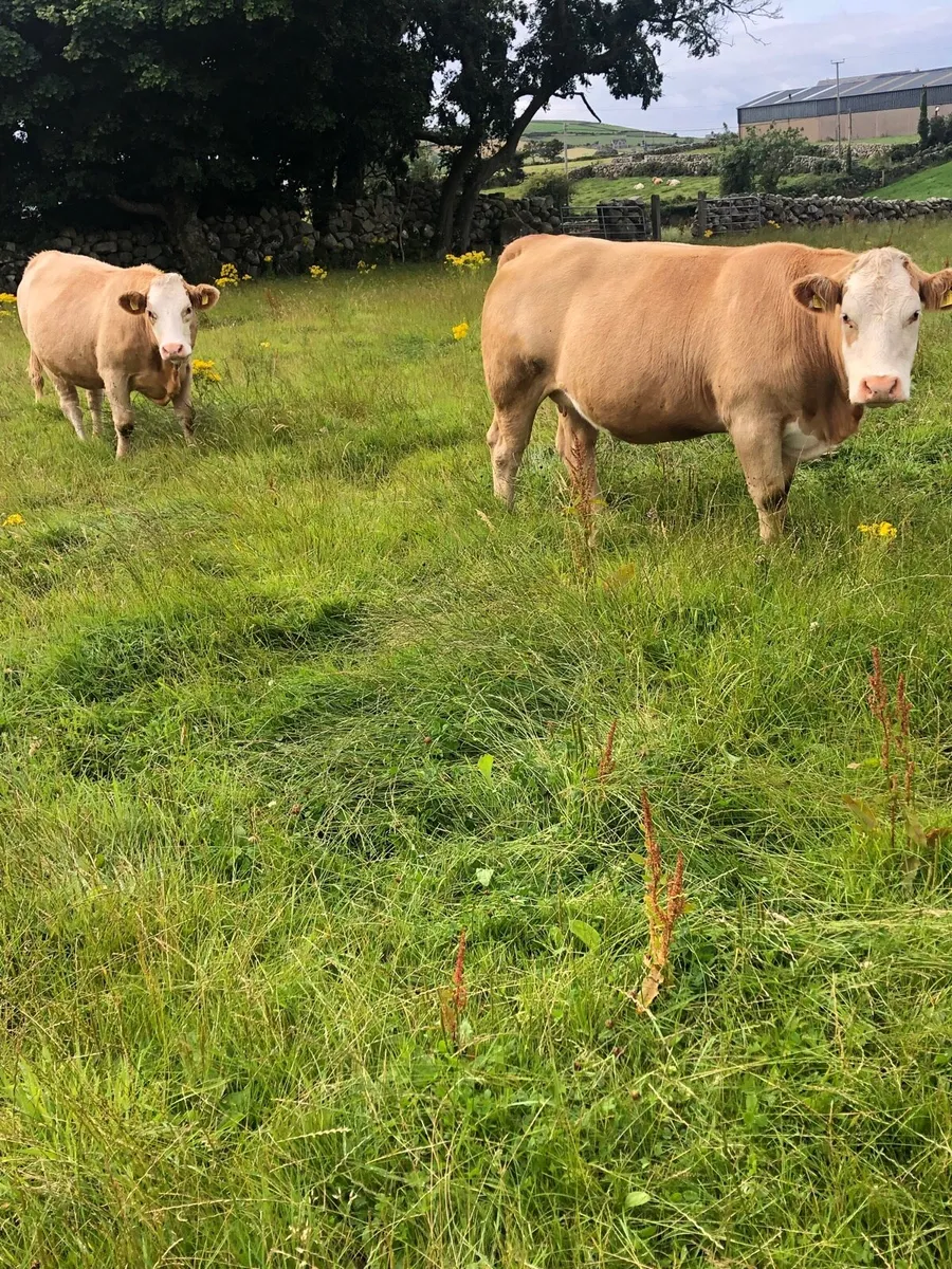 Charolais cross Simmental in calf heifers - Image 2