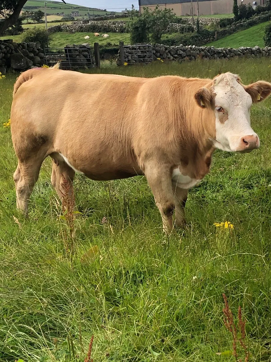 Charolais cross Simmental in calf heifers - Image 3