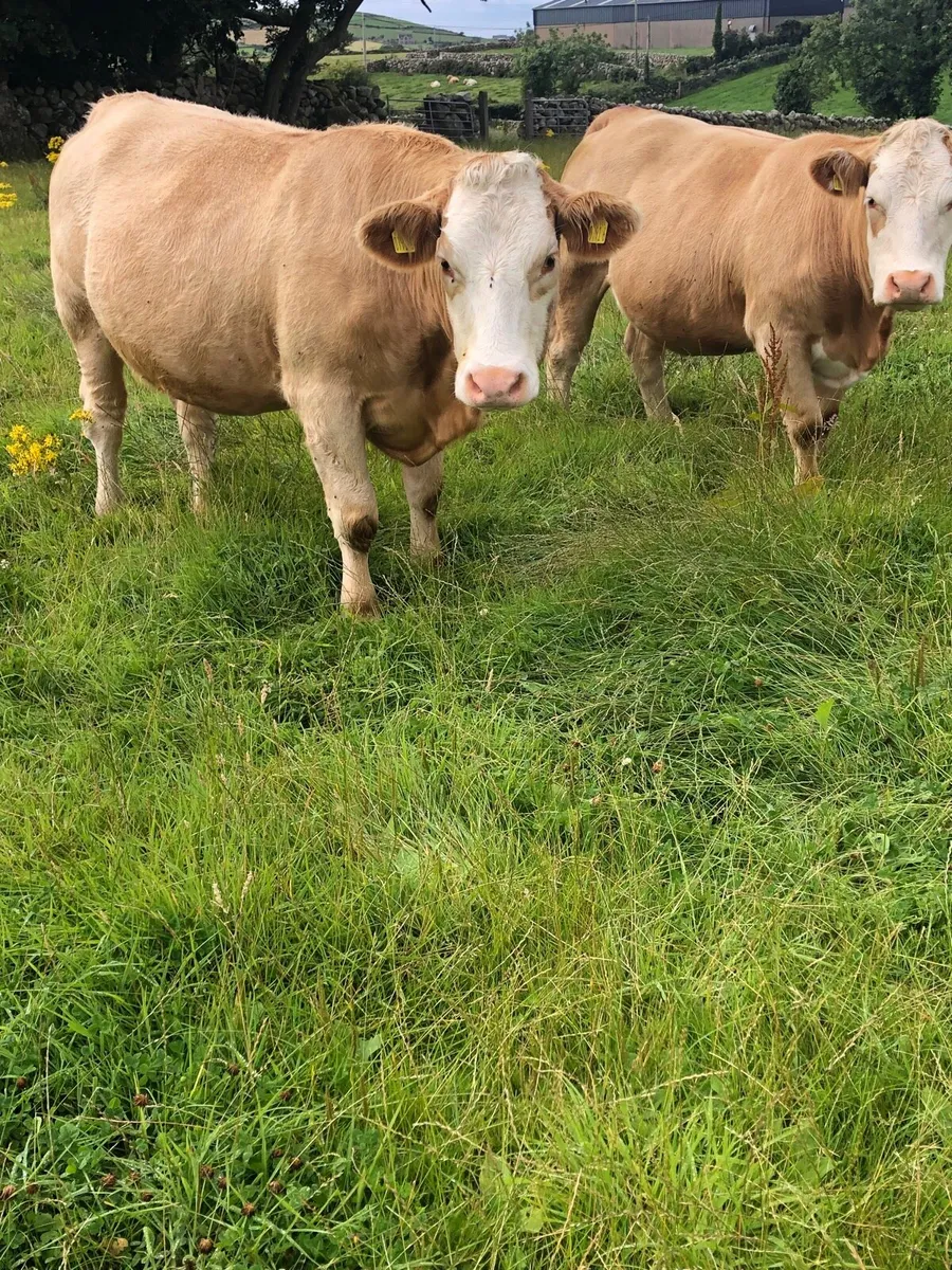 Charolais cross Simmental in calf heifers - Image 4