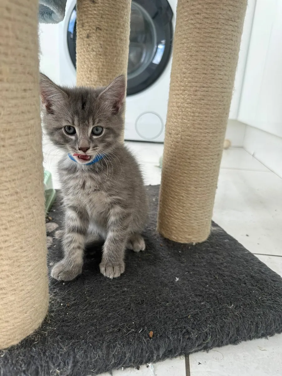 Kittens - Image 2