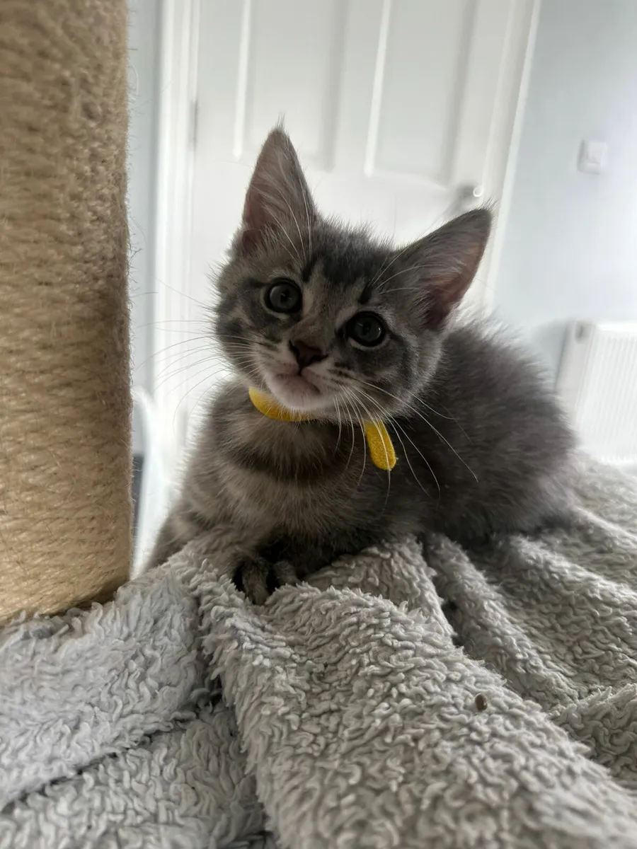 Kittens - Image 3