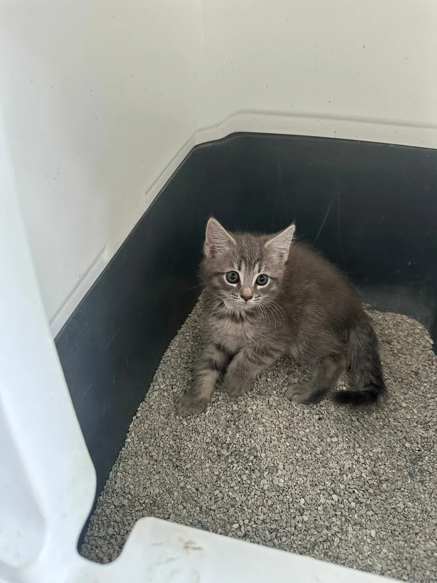 Kittens - Image 4