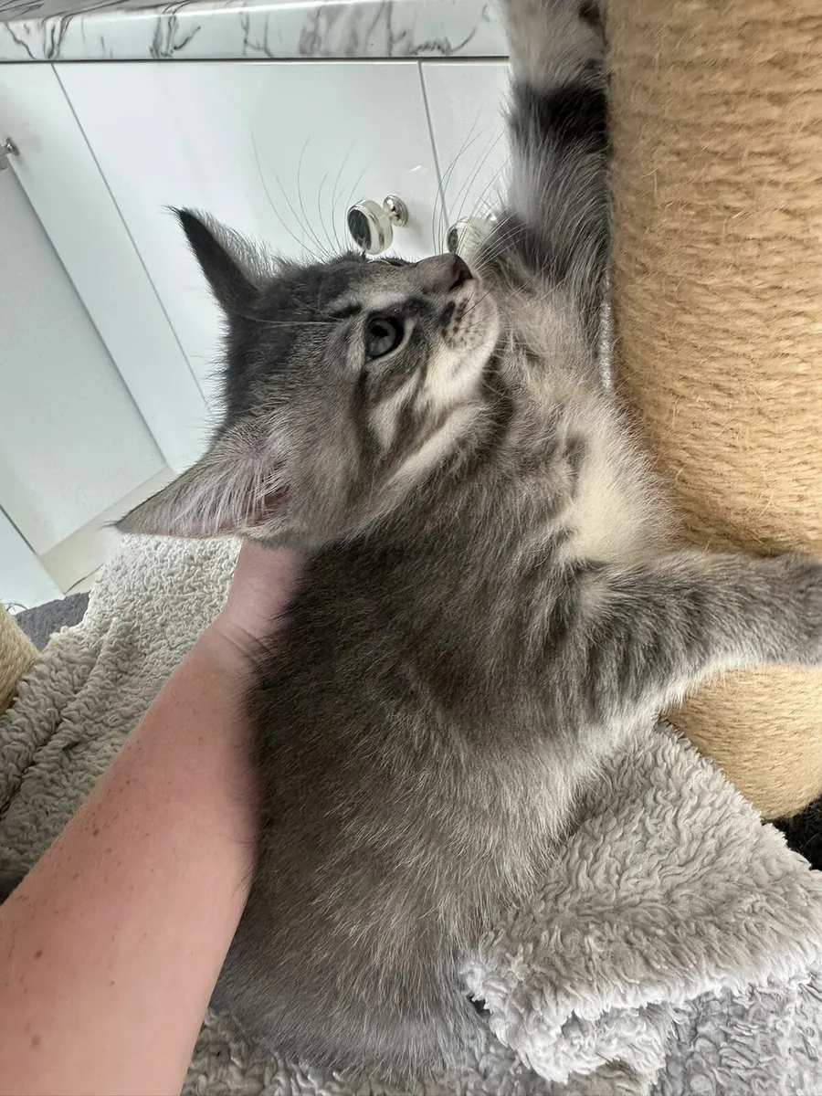 Kittens - Image 1
