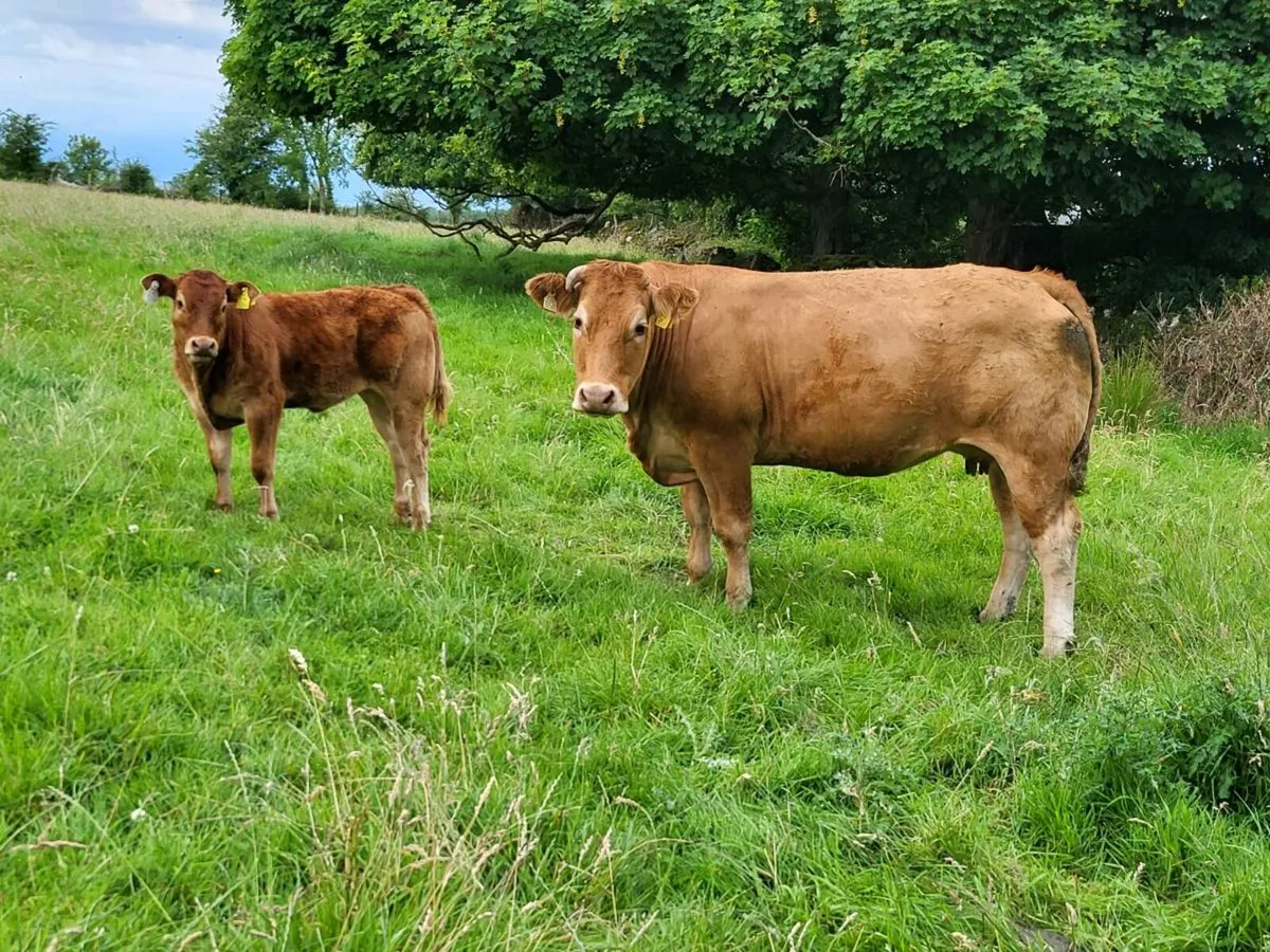 Two Suckler Cows/Calves - Balla Mart [Lot 2601-02] - Image 1