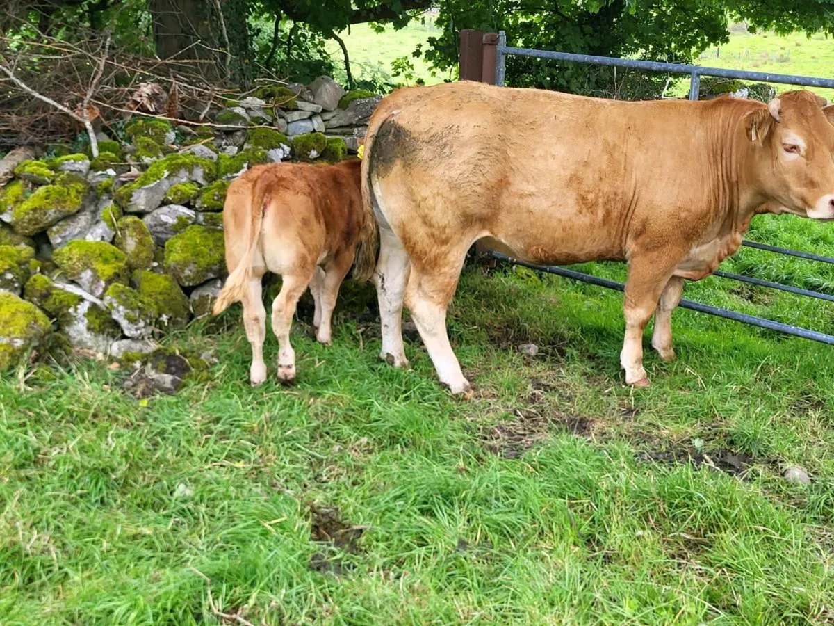 Two Suckler Cows/Calves - Balla Mart [Lot 2601-02] - Image 2