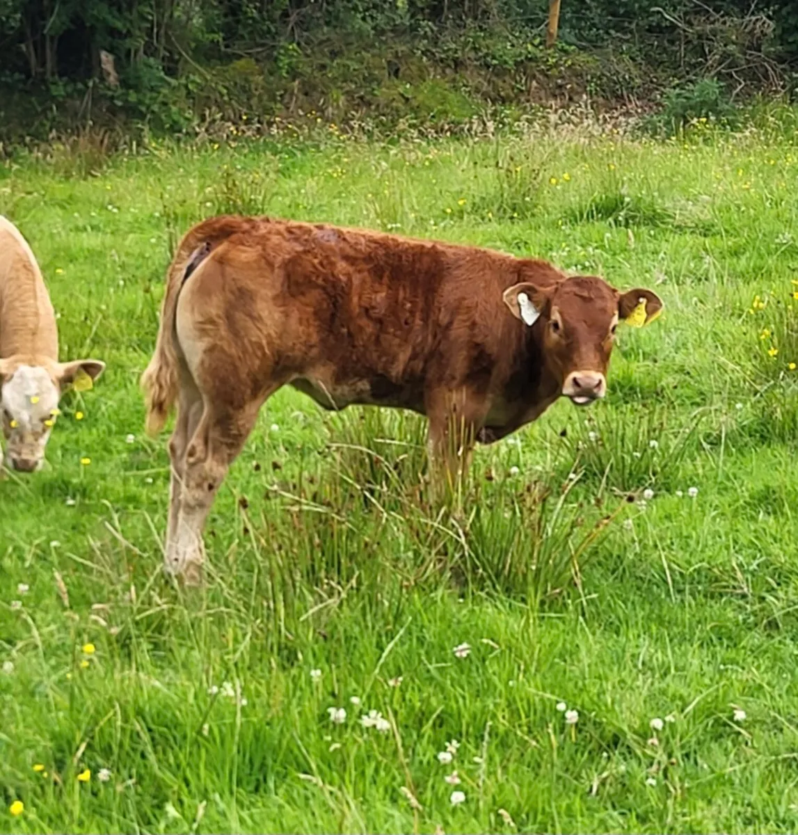 Two Suckler Cows/Calves - Balla Mart [Lot 2601-02] - Image 3