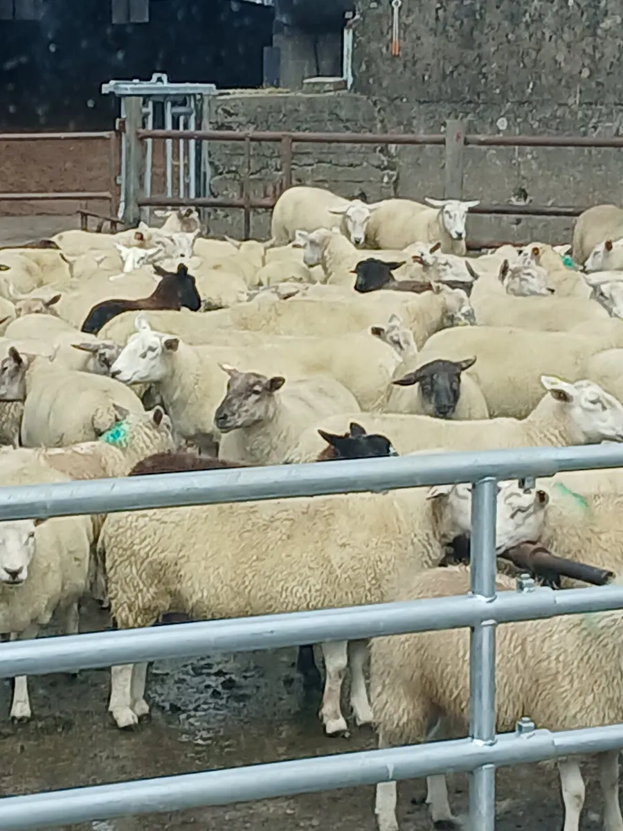 Dominic Black mobile plunge  sheep dipping - Image 4