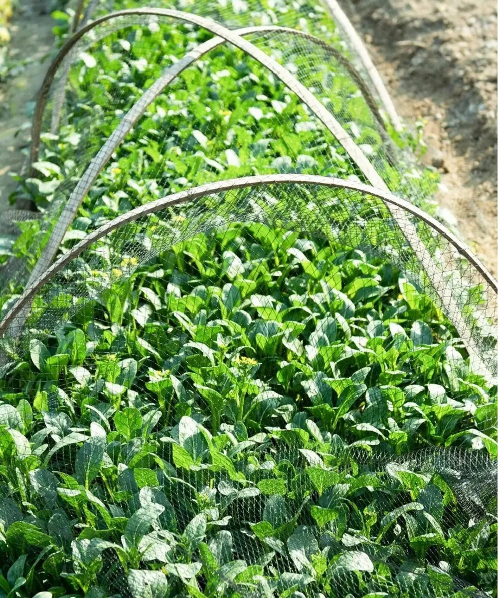 Bird protection netting - Image 4