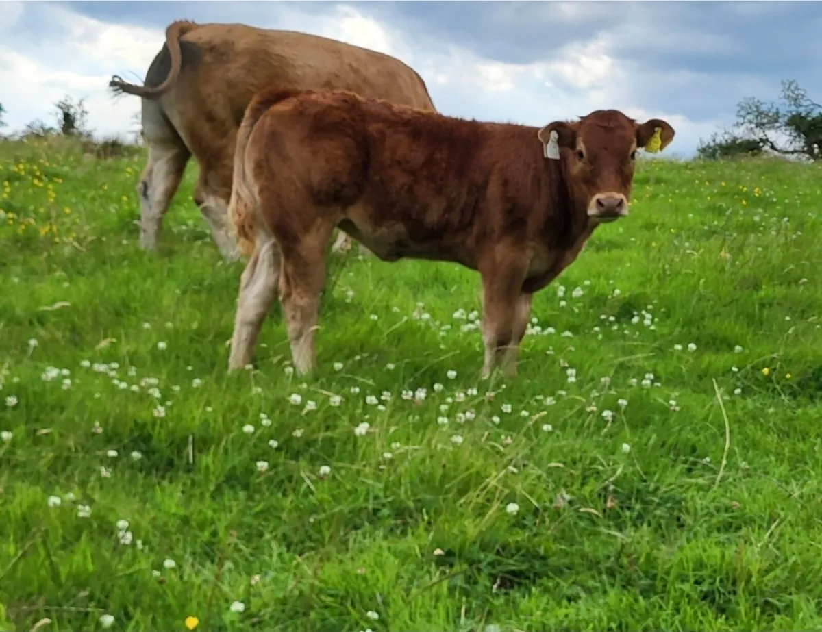 Two Suckler Cows/Calves - Balla Mart [Lot 2601-02] - Image 4