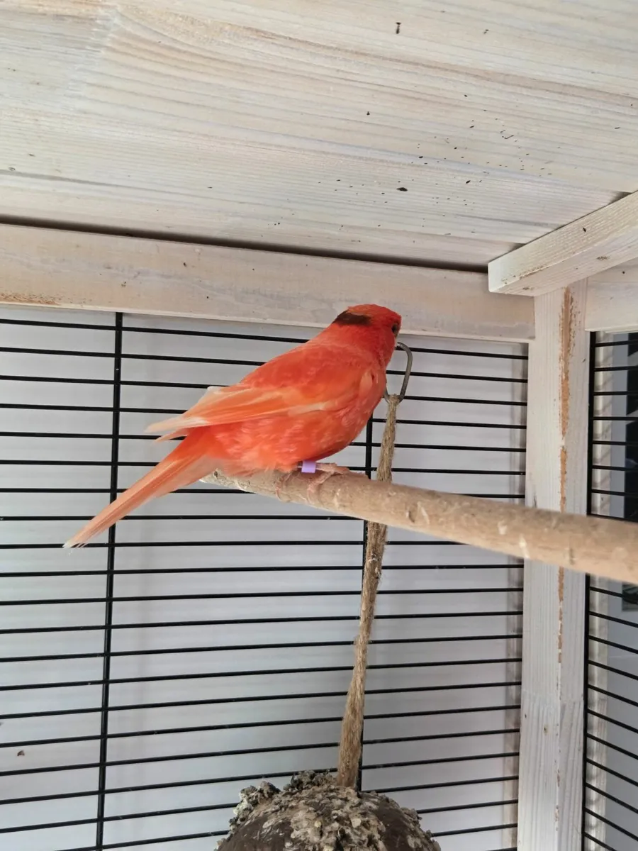Canaries - Image 1