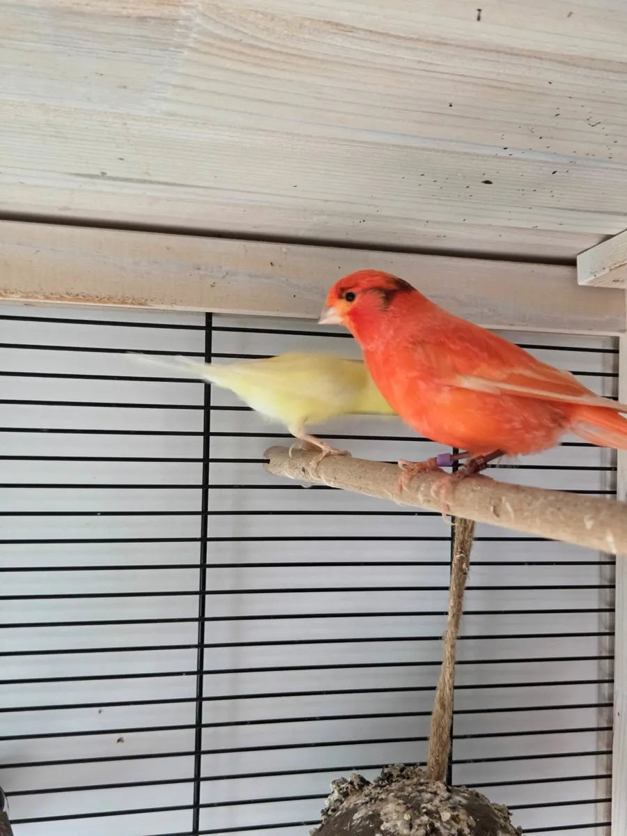 Canaries - Image 2