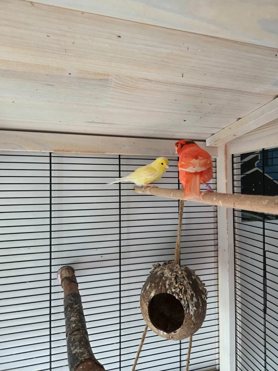 Canaries - Image 3