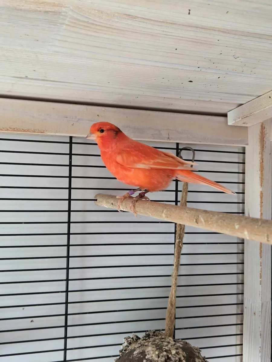 Canaries - Image 4
