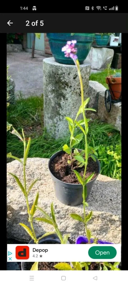 Verbena banariensis is a tall plant that blooms in - Image 3