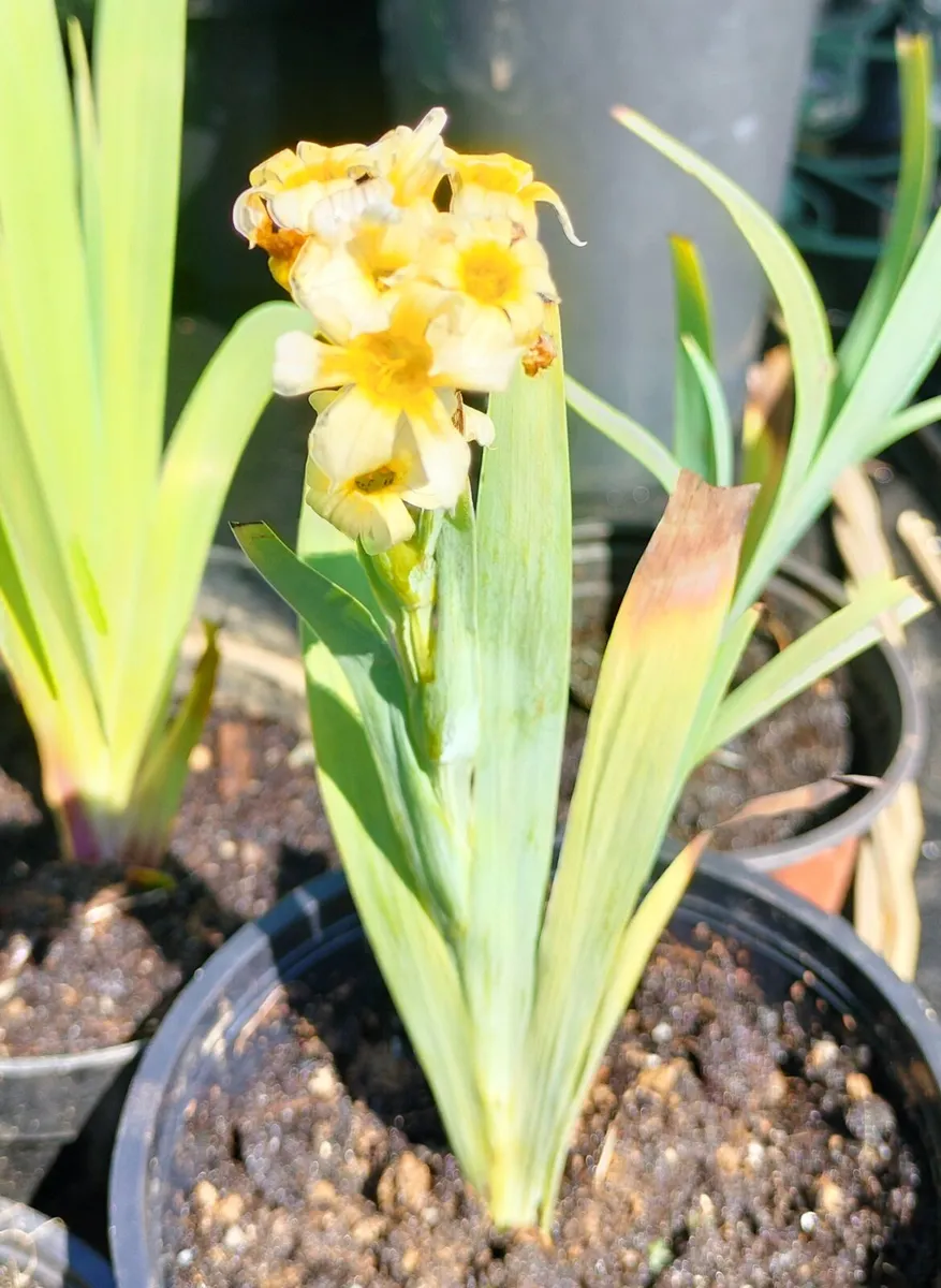 Yellow Mexican satin flower plant
Pale yellow-eyed - Image 4