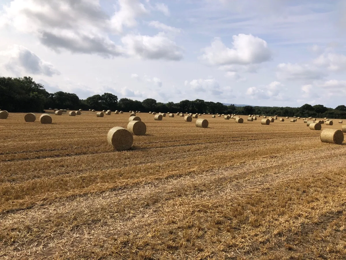 Spring Barley and Rye Straw for Sale - Image 2