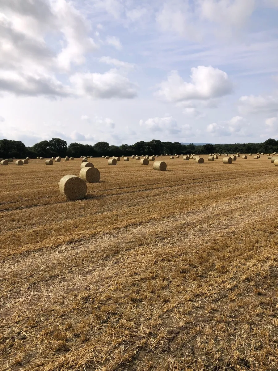 Spring Barley and Rye Straw for Sale - Image 3