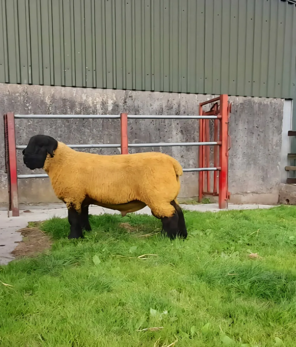 Pedigree suffolk ram lambs - Image 3