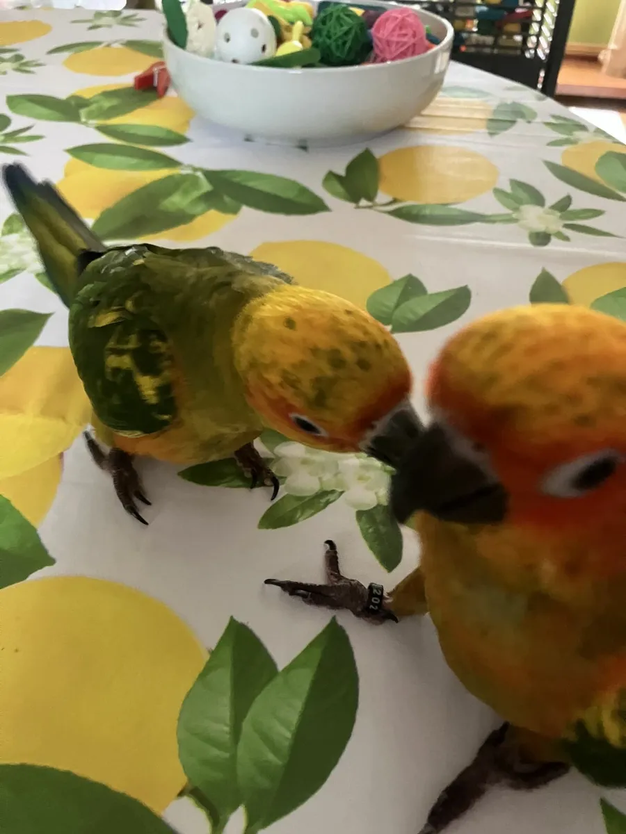 sun conures - Image 2