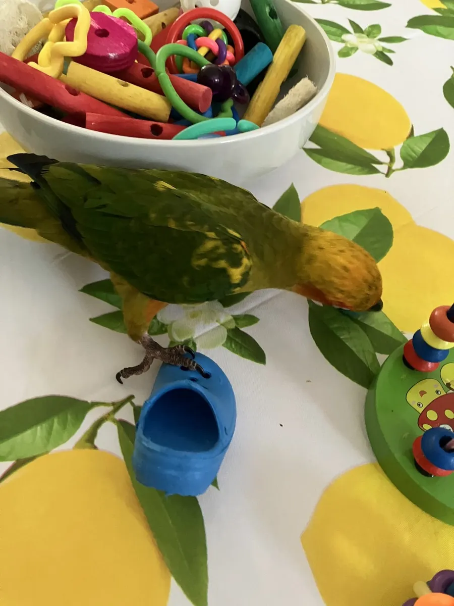 sun conures - Image 3
