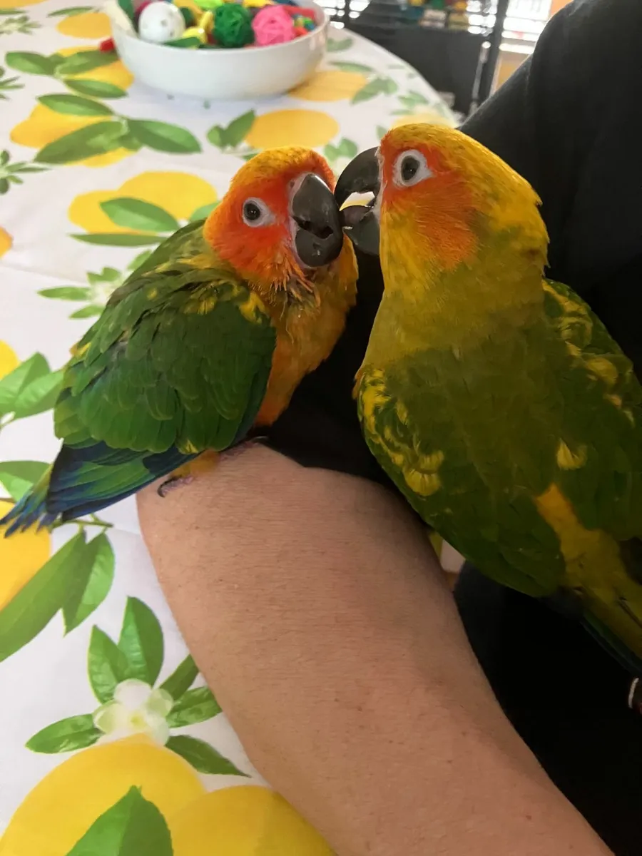 sun conures - Image 1