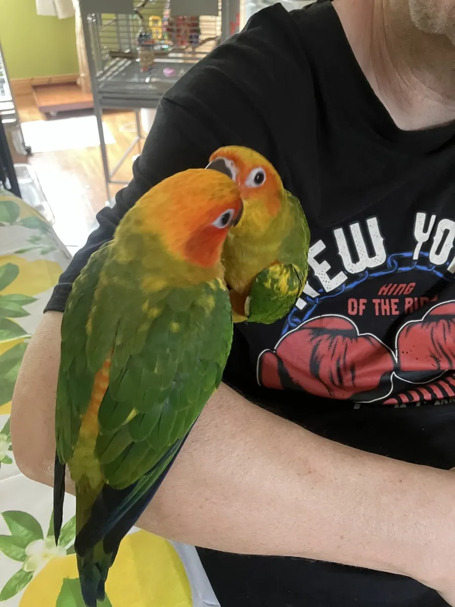 sun conures - Image 4