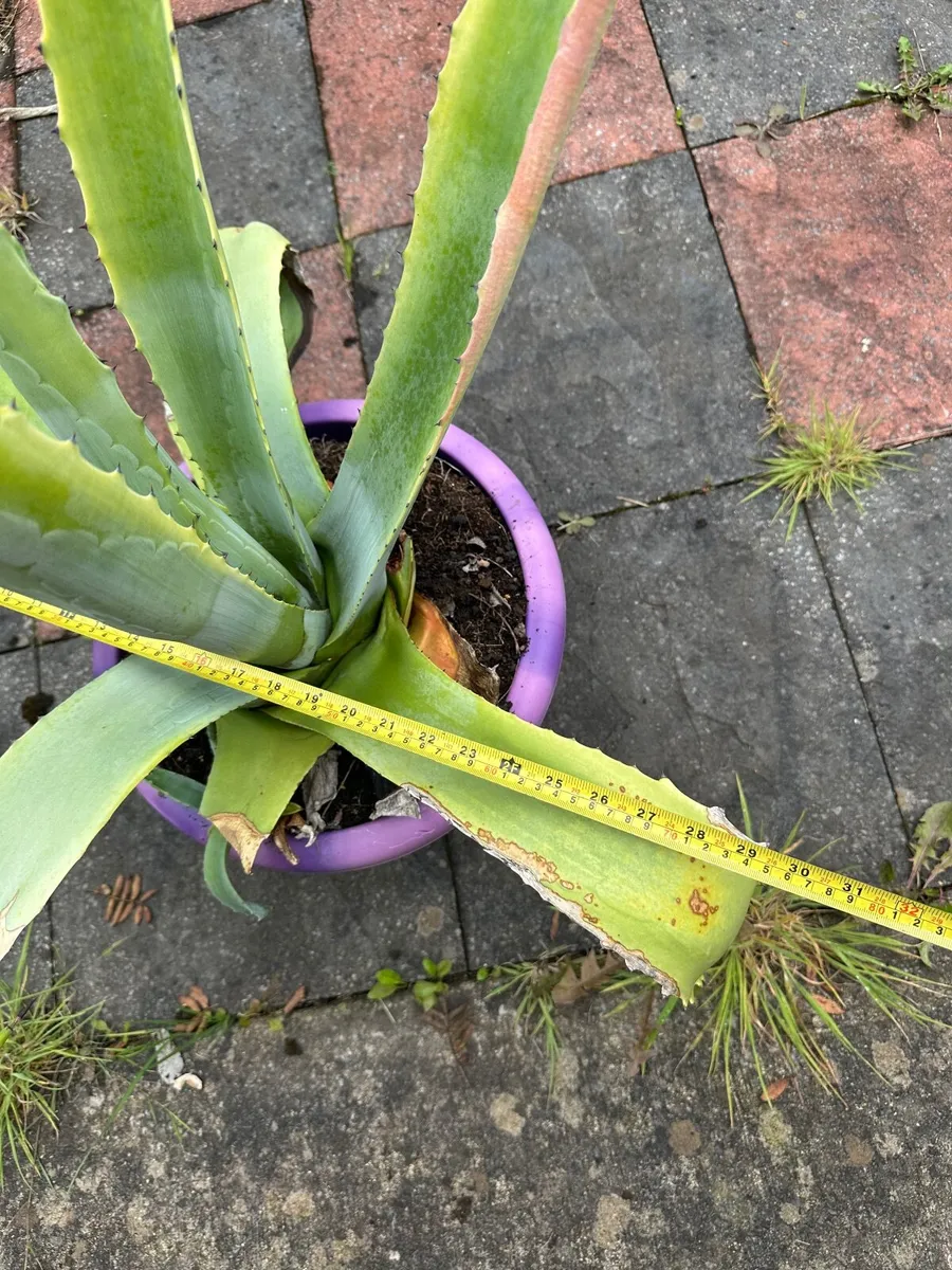 100 cm , 39 inch Tall Large American agave - Image 3
