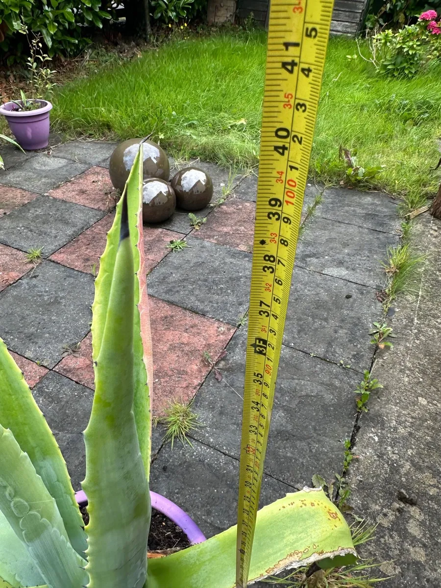 100 cm , 39 inch Tall Large American agave - Image 4