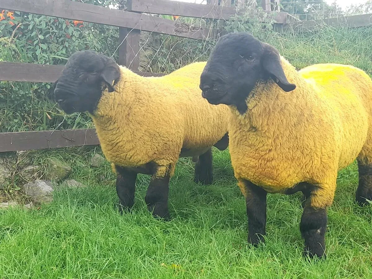 Pedigree suffolk ram lambs - Image 1