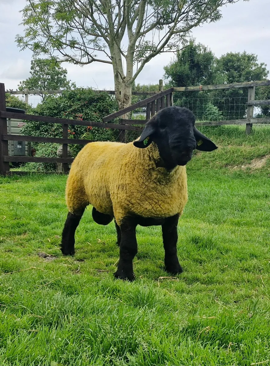 Pedigree suffolk ram lambs - Image 2