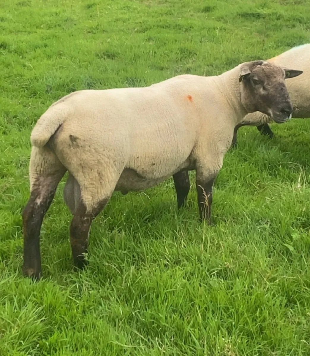 Suftex hogget ram - Image 1