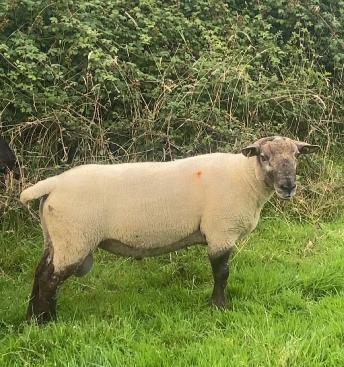 Suftex hogget ram - Image 2