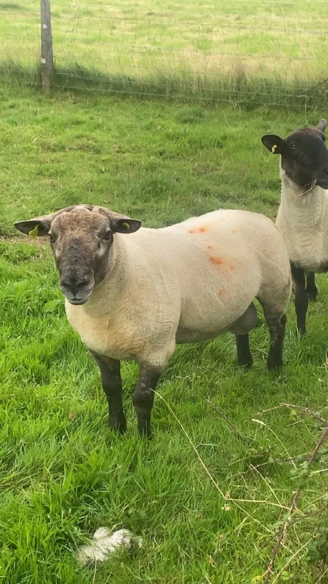 Suftex hogget ram - Image 3