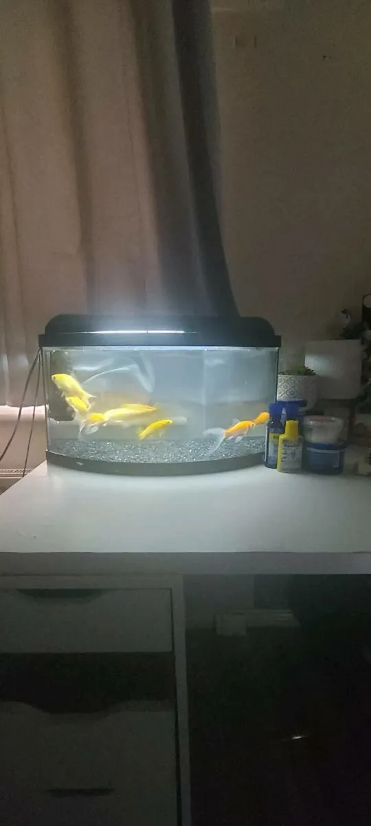 Fish and tank - Image 1