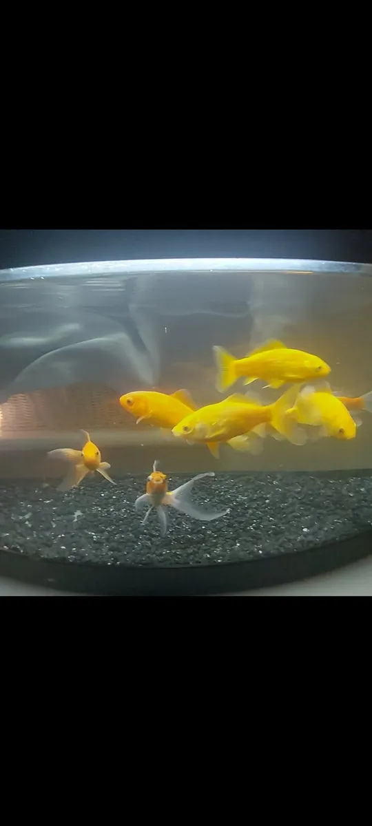 Fish and tank - Image 2
