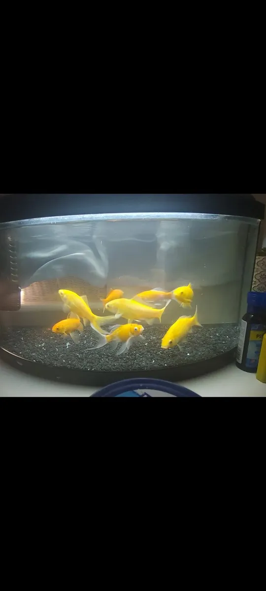 Fish and tank - Image 3