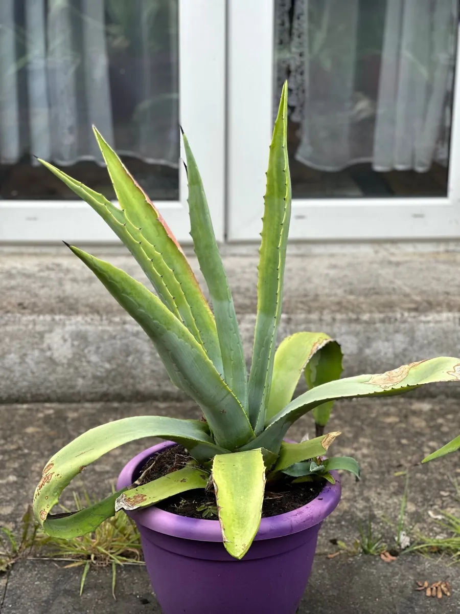 100 cm , 39 inch Tall Large American agave - Image 1